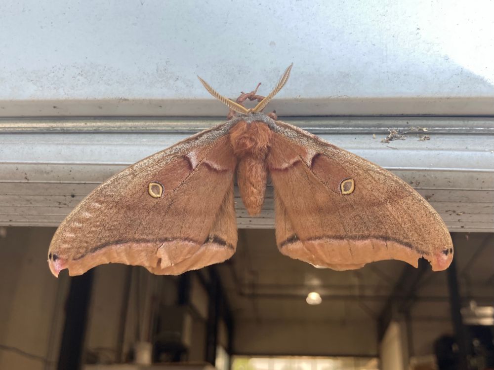Polyphemus Moth
