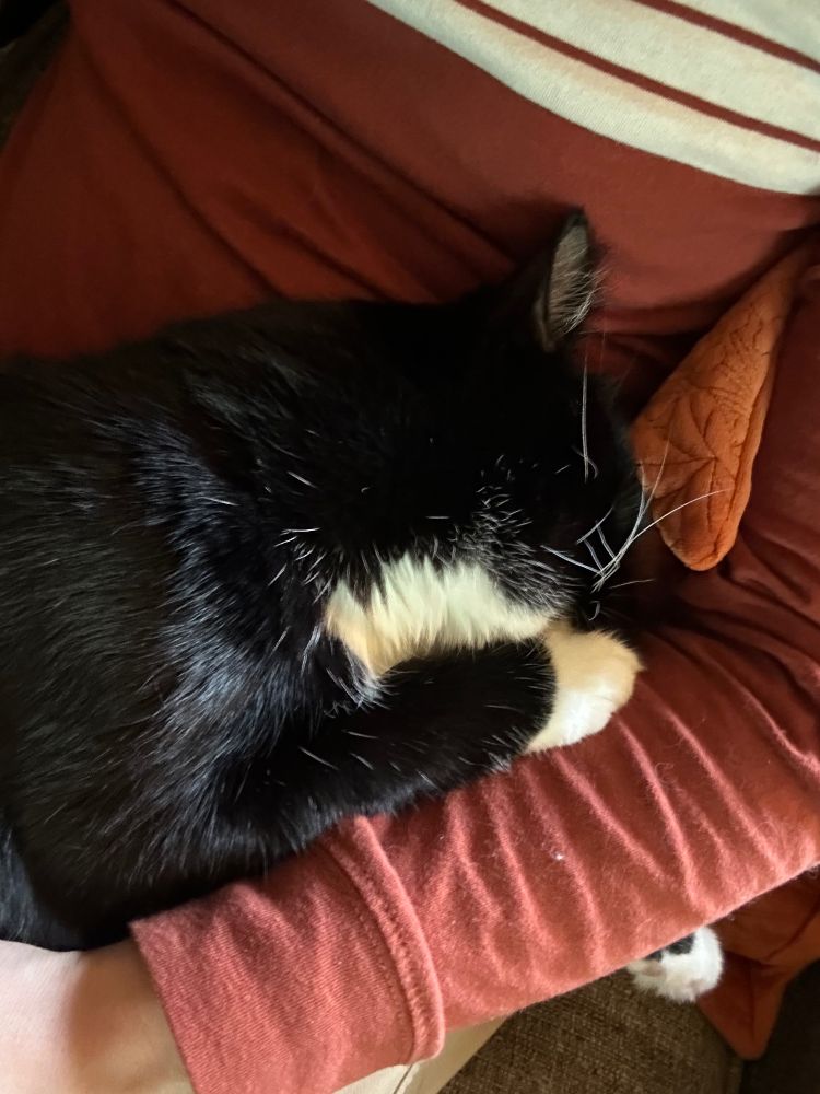 A short-haired tuxedo cat nuzzles with his paw half covering his nose into the crook of my arm while I’m wearing a burnt orange long-sleeved shirt with white stripes across the upper chest