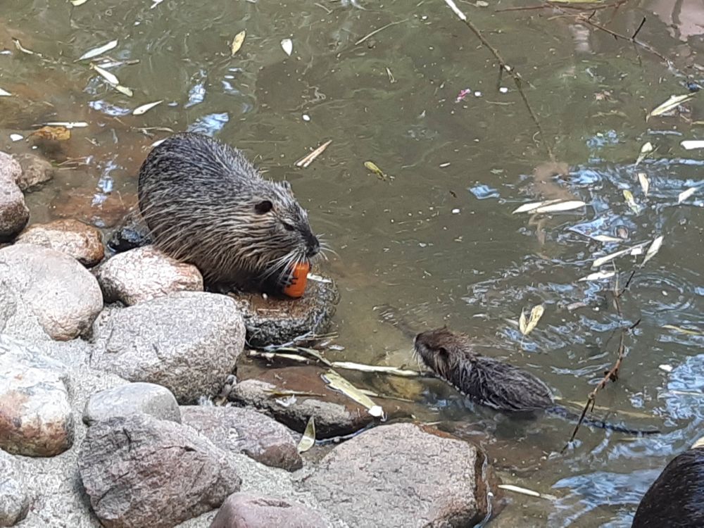 A grown muskrat on a rock by some water, nibbling a piece of carrot. A baby muskrat is swimming towards it.