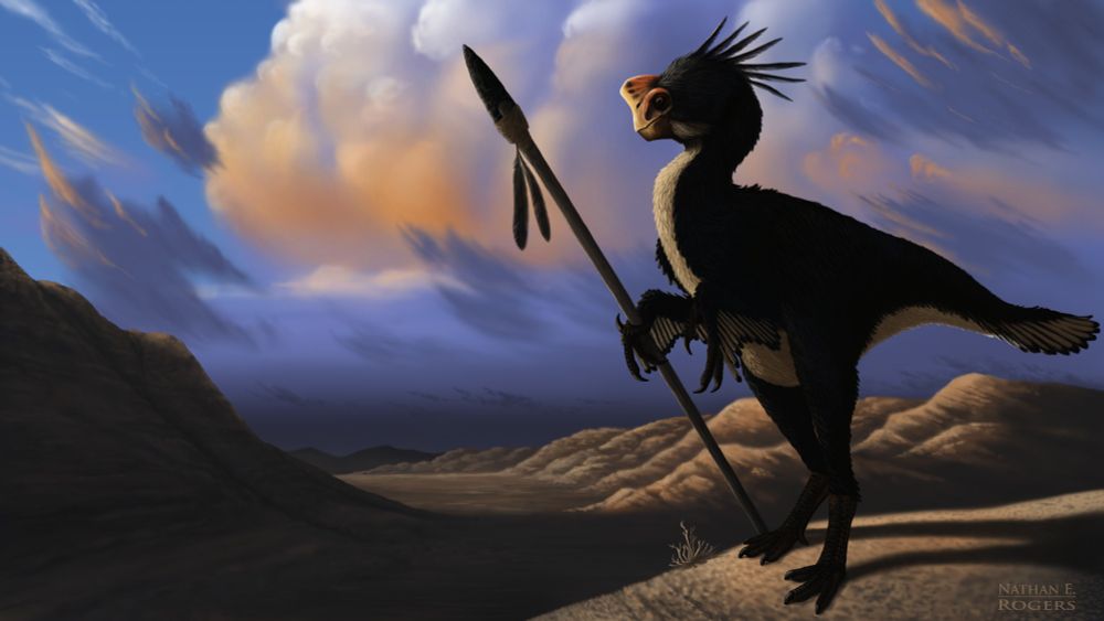 A speculative tool-using dinosauroid based on Oviraptorosaurs. What if they hadn't gone extinct? Concept art I created in 2014.