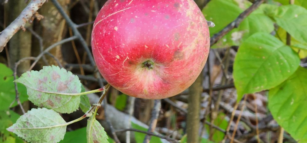 A close-up of the same apple, red- skinned with obvious green and brown blemishes and scratches.