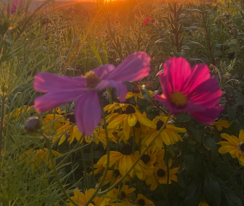 Blüten, einzelne Blätter durchschienen. 