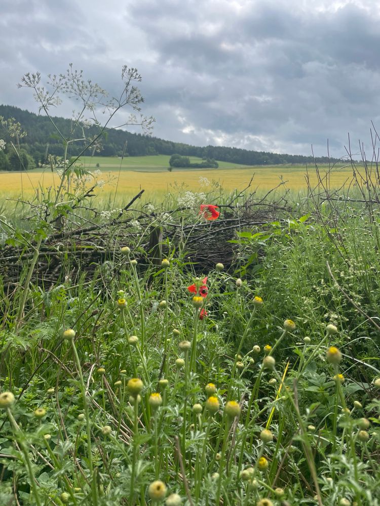 Ausschnitt einer Landschaft, ein Gerstenfeld, zwei mohnblumen und andere. Farben die vor einem grauen Himmel leuchten. 