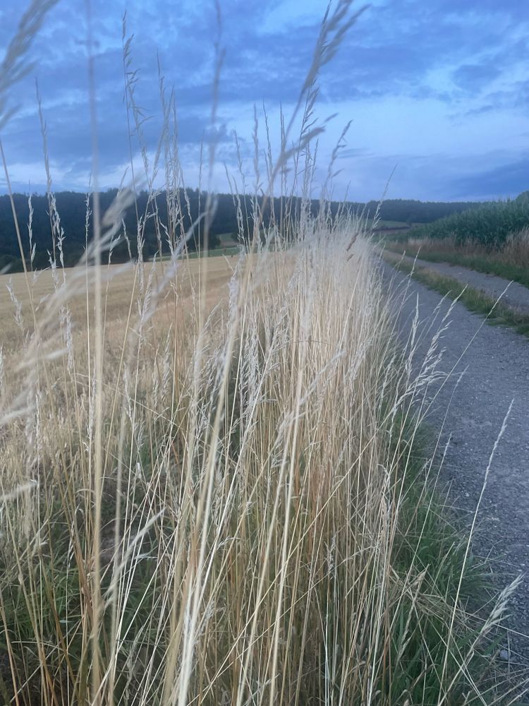 Hohes Gras, weissgebleicht an einem Feldweg.
