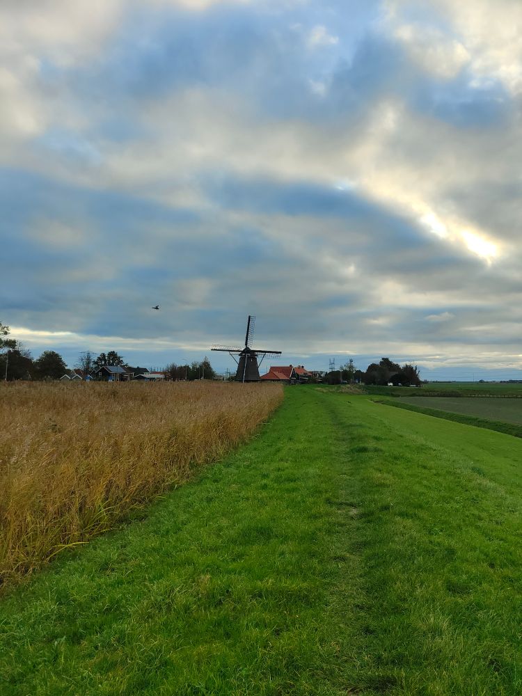Graspad over de dijk met een molen op de achtergrond