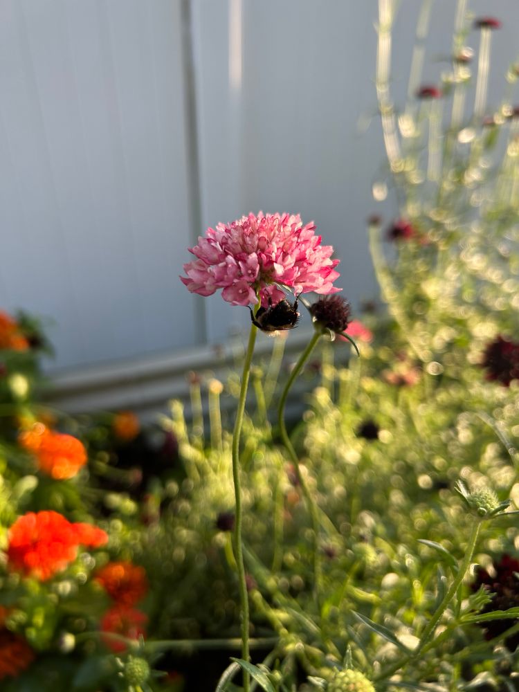 A bee sleeping on a pink scabiosa flower. There are some out-of-focus orange zinnias on the left side of the photo