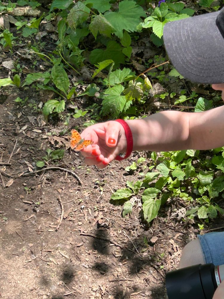 The same butterfly gently resting on a white woman’s finger as she crouches down