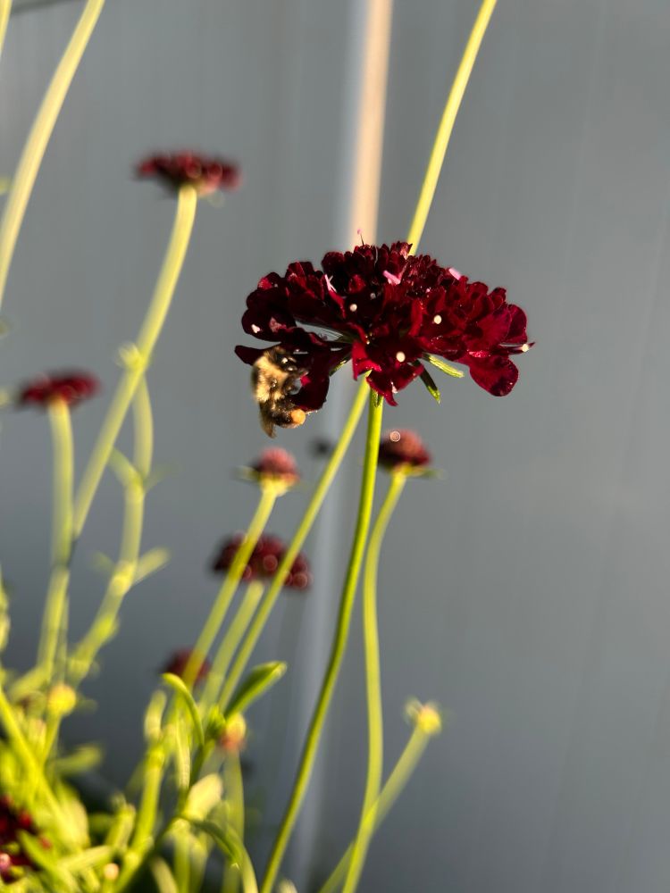 A bee sleeping on a black knight scabiosa flower. The bee is wearing pollen pants