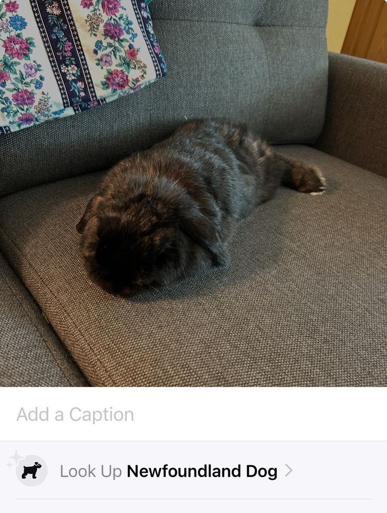 A black rabbit lazing on a grey loveseat. The iPhone photo app is erroneously labeling him as a Newfoundland Dog (he weighs 3-4 pounds)
