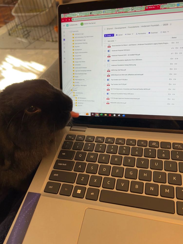 A black rabbit sticking out his cute little pink tongue in front of a laptop screen