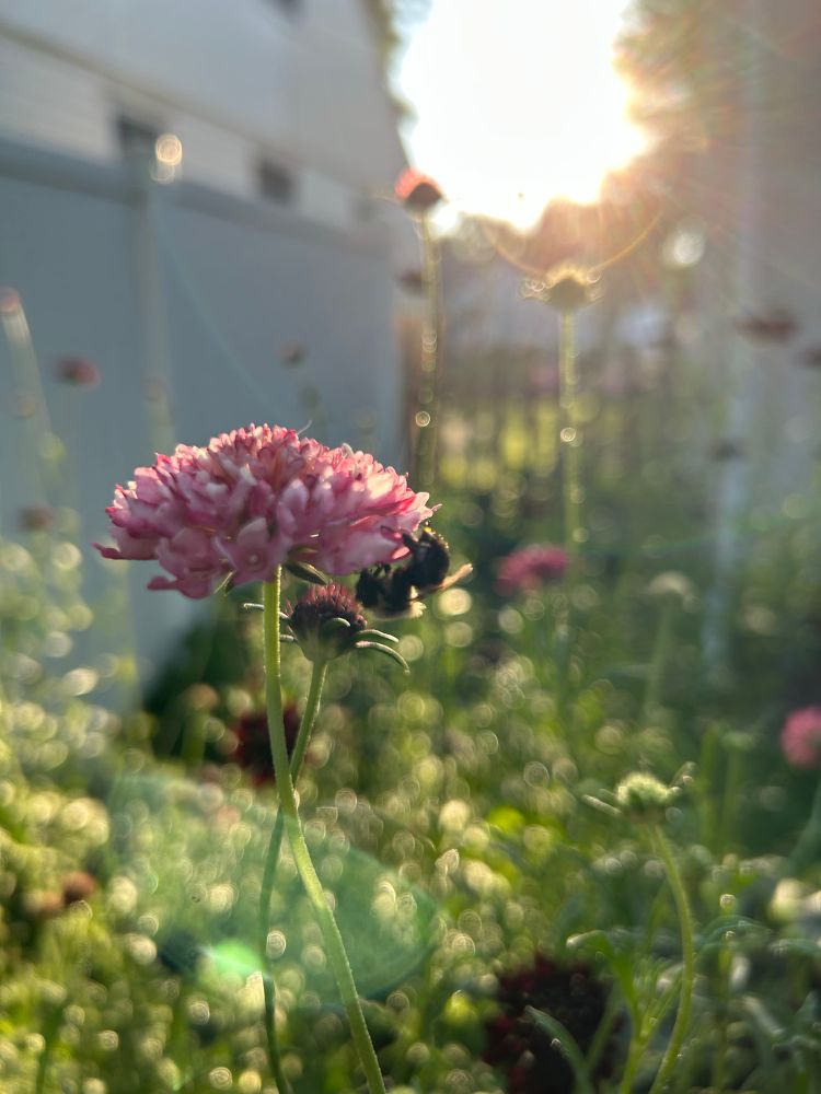 A bee sleeping on a pink scabiosa flower