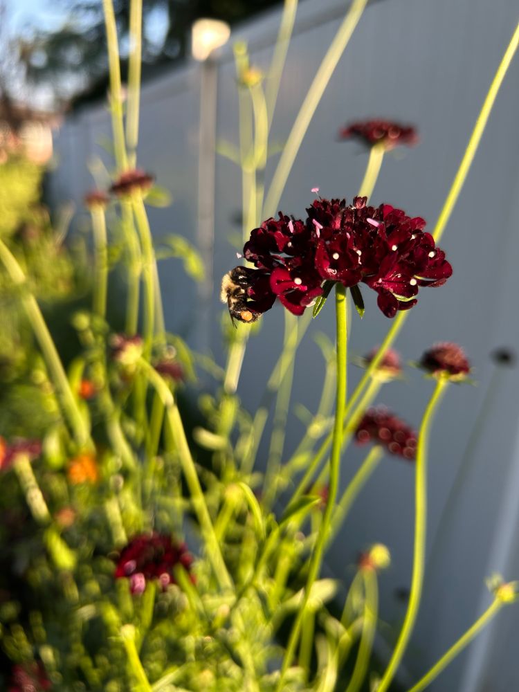 A bee sleeping on a black knight scabiosa flower. The bee is wearing pollen pants