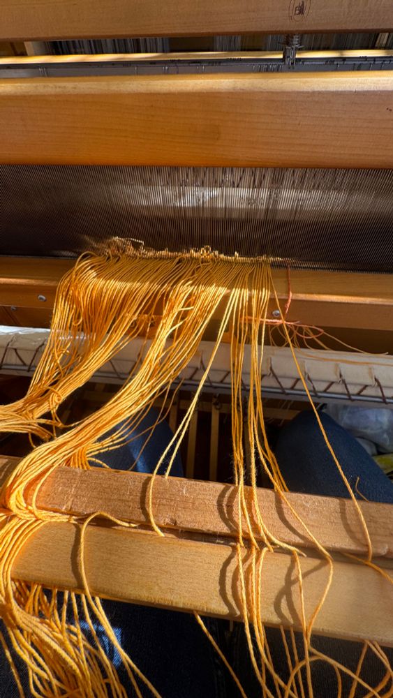Golden winter sunlight pouring in across golden cotton warp being sleyed in a 15 dent reed.  