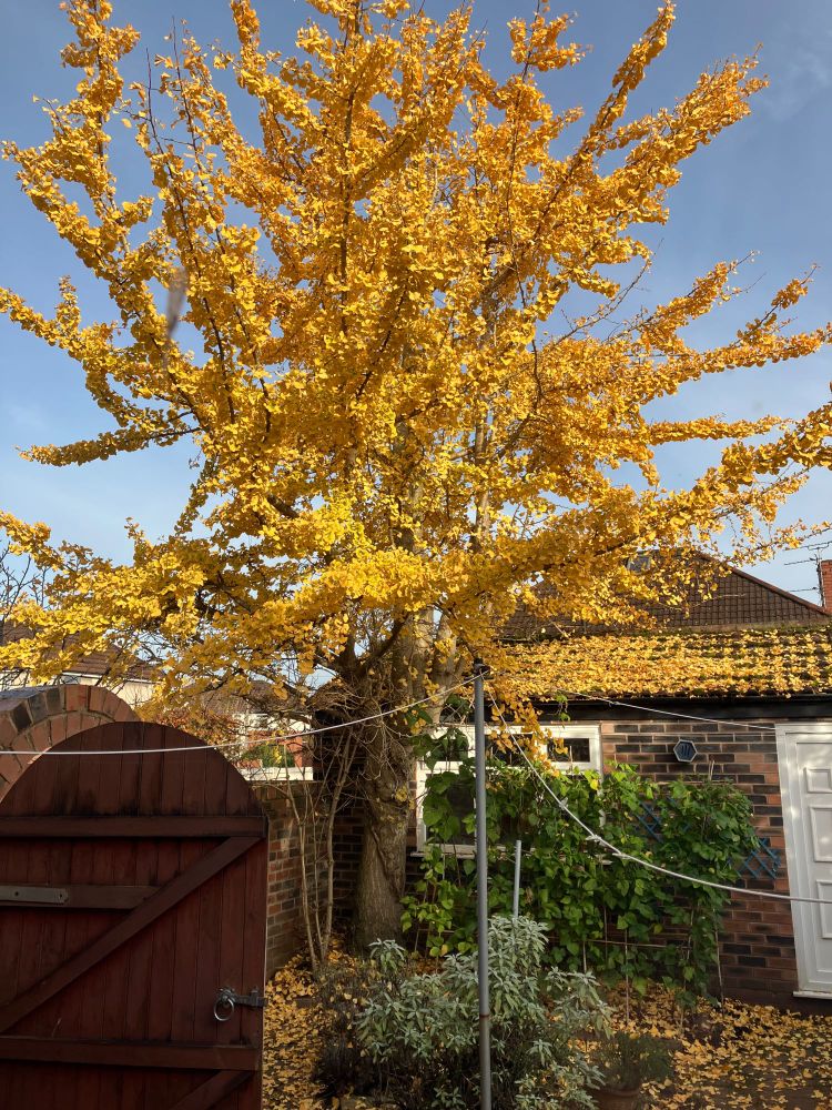 A Gingko Bilboa tree in our garden looking fantastic in the autumn light, every leaf brilliant gold against a blue sky.