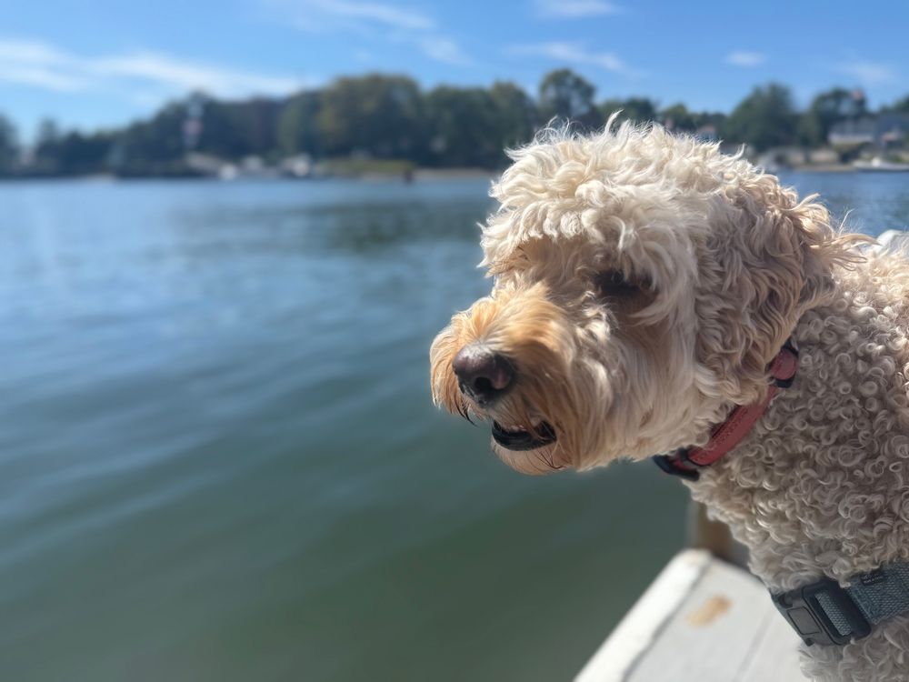 Cosmo, the shaggy dog is a cute white toffee colored goldendoodle standing on a pier looking out into the sea