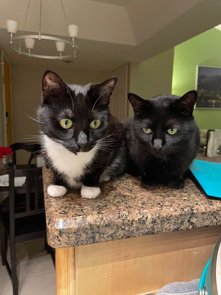 Two short-hair cats perched on a counter. The left cat, Bucky, is a black and white tuxedo cat with little white paws and the right cat, Sushi, is all black. Bucky stares intently while I make a latte.