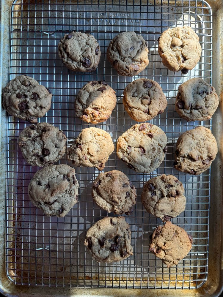 Overhead view of 16 smallish chocolate chip cookies on a rack, on a sheet pan.