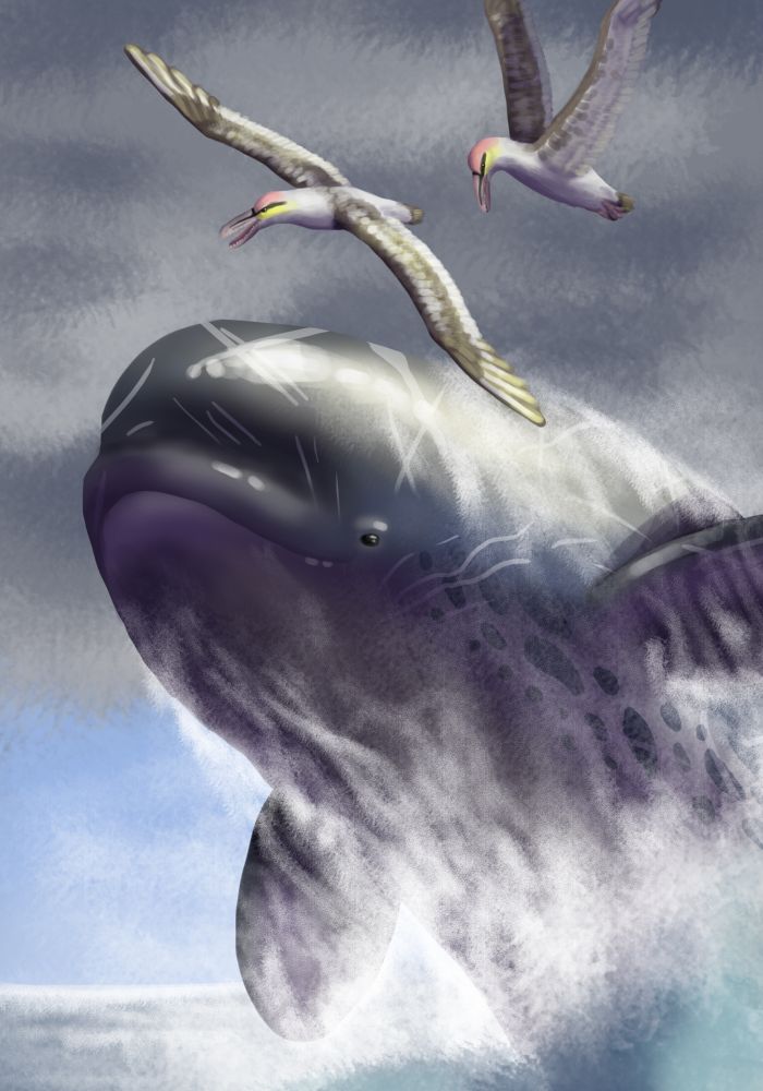 Livyatan breaches, passing by are pseudotoothed birds