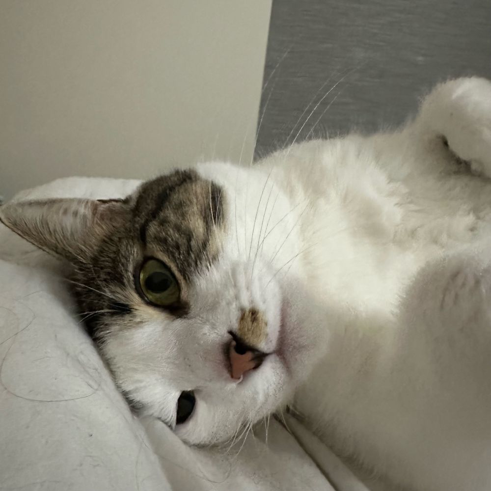 White cat with dark pink nose and a brown and black patch of fur over her left eye and ear looking sideways at the camera 
