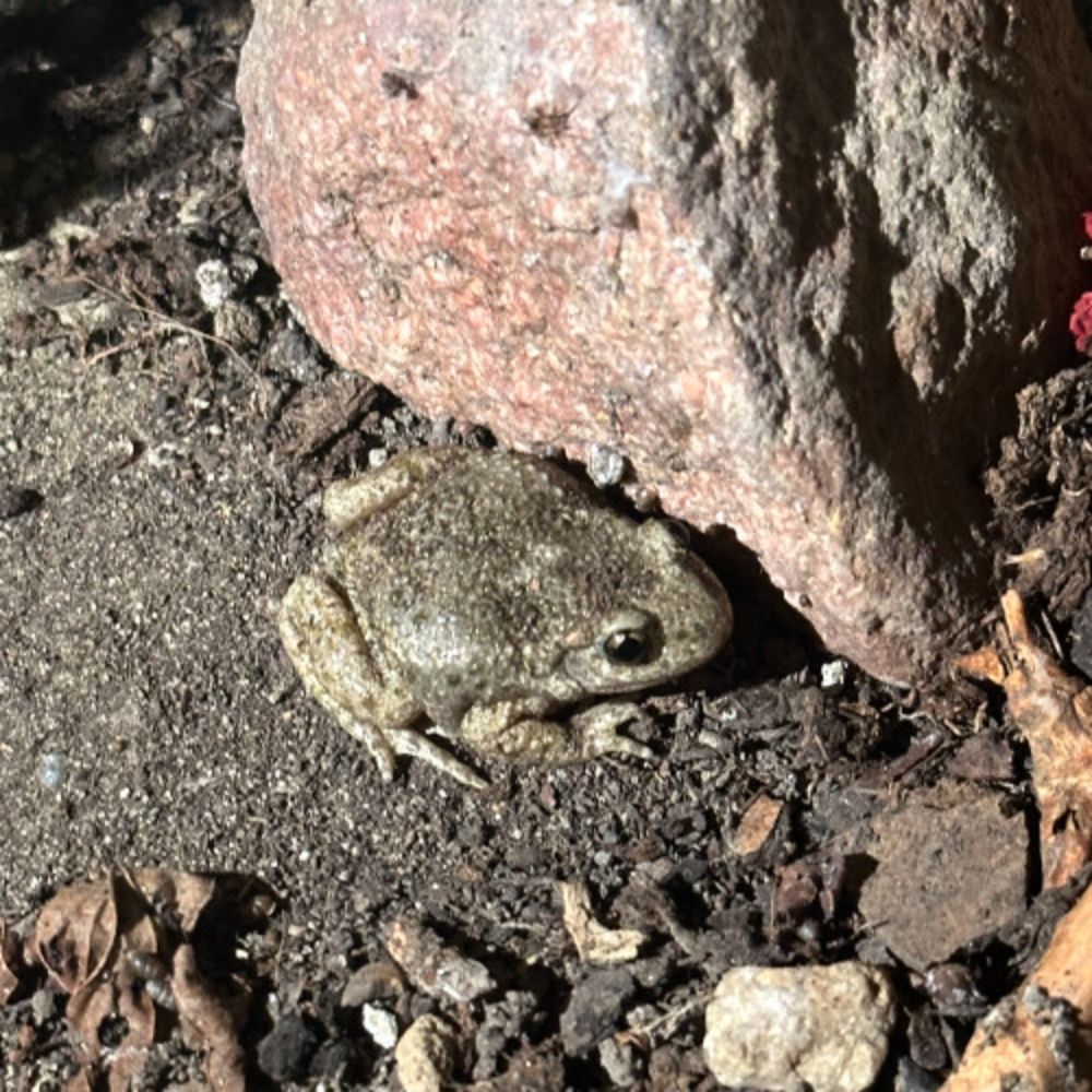 midwife toads