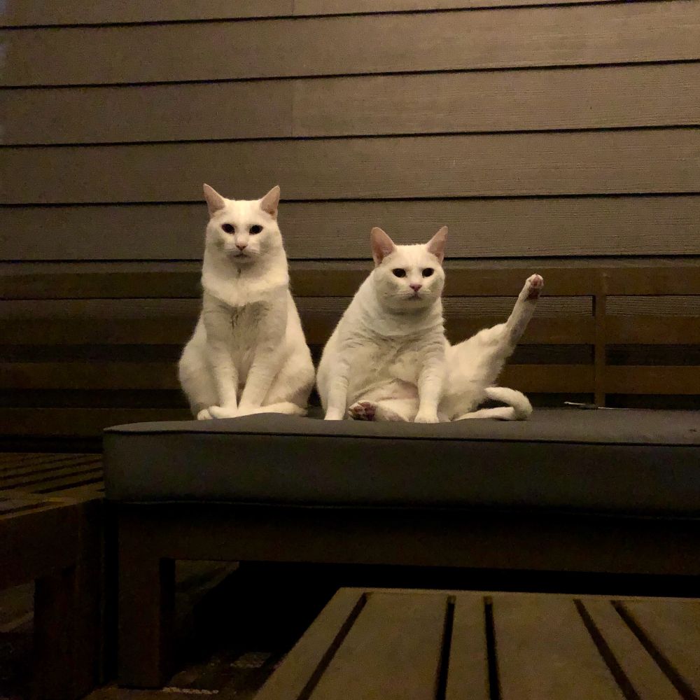 Two white cats. 