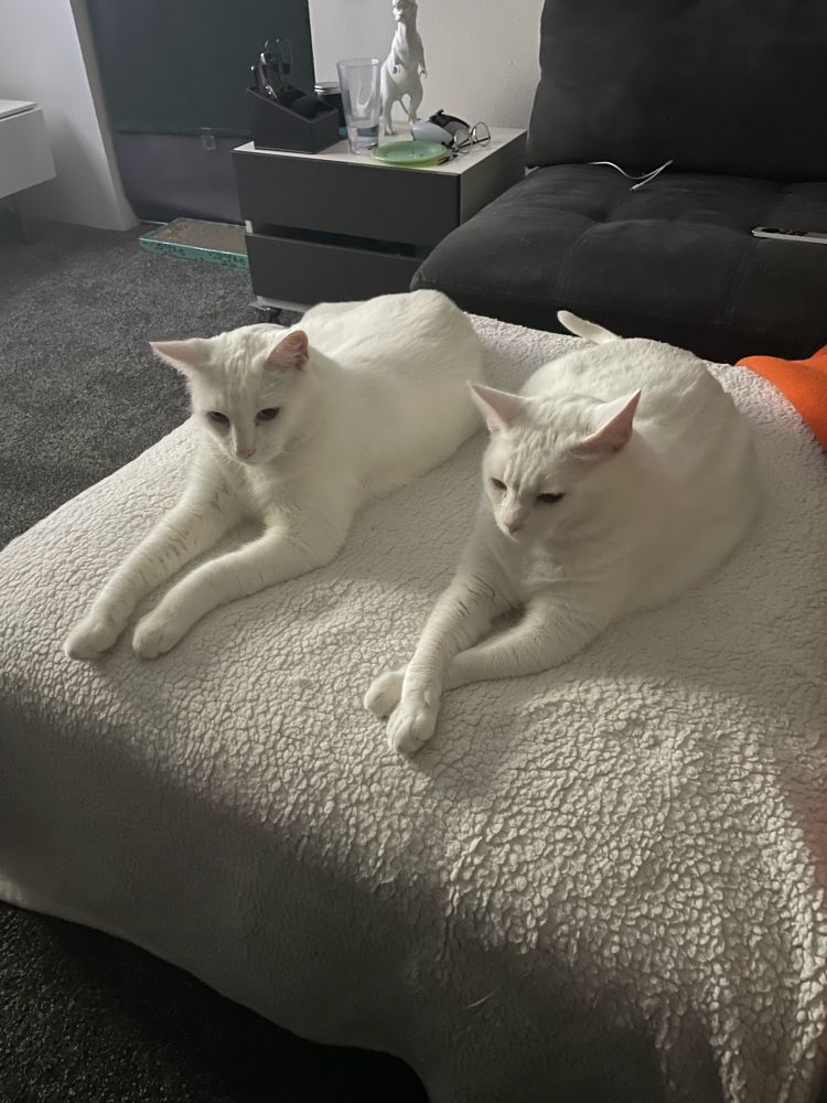 Two white cats. 