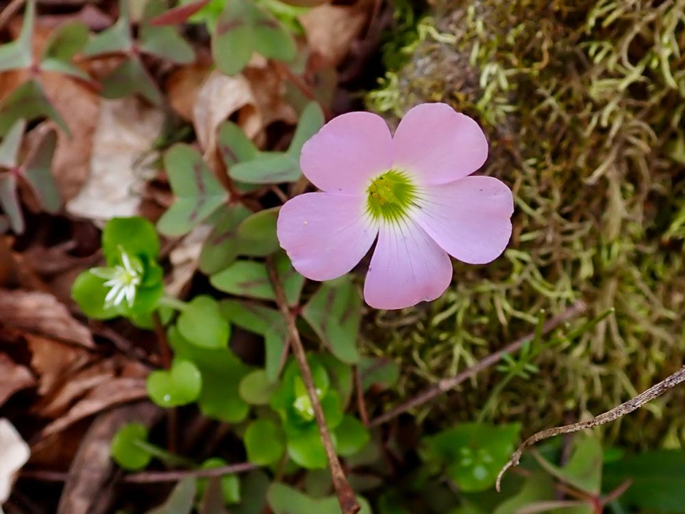 Oxalis violacea (Violet Wood Sorrel), Bankhead National Forest, Alabama, 3/18/2025