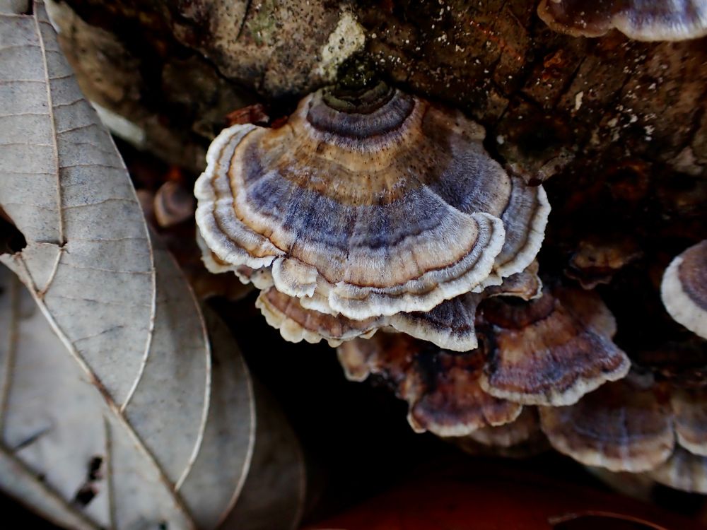 Trametes versicolor (Turkey Tail), a fungus