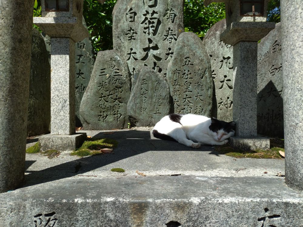 A cat sleeping in a shrine