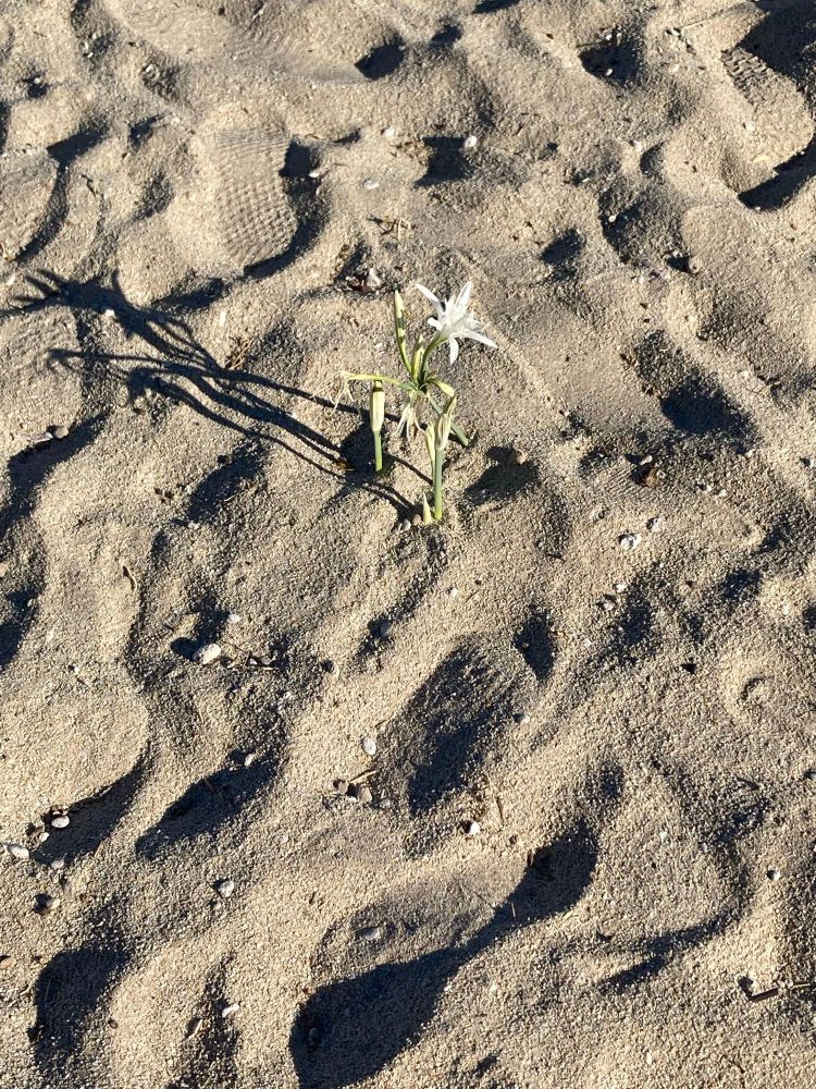A single white flower with green stem and leaves blooms in the white sand.