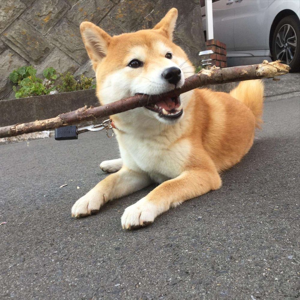 木の枝をくわえる柴犬