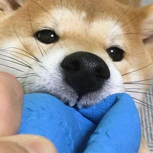 ボールを齧る柴犬