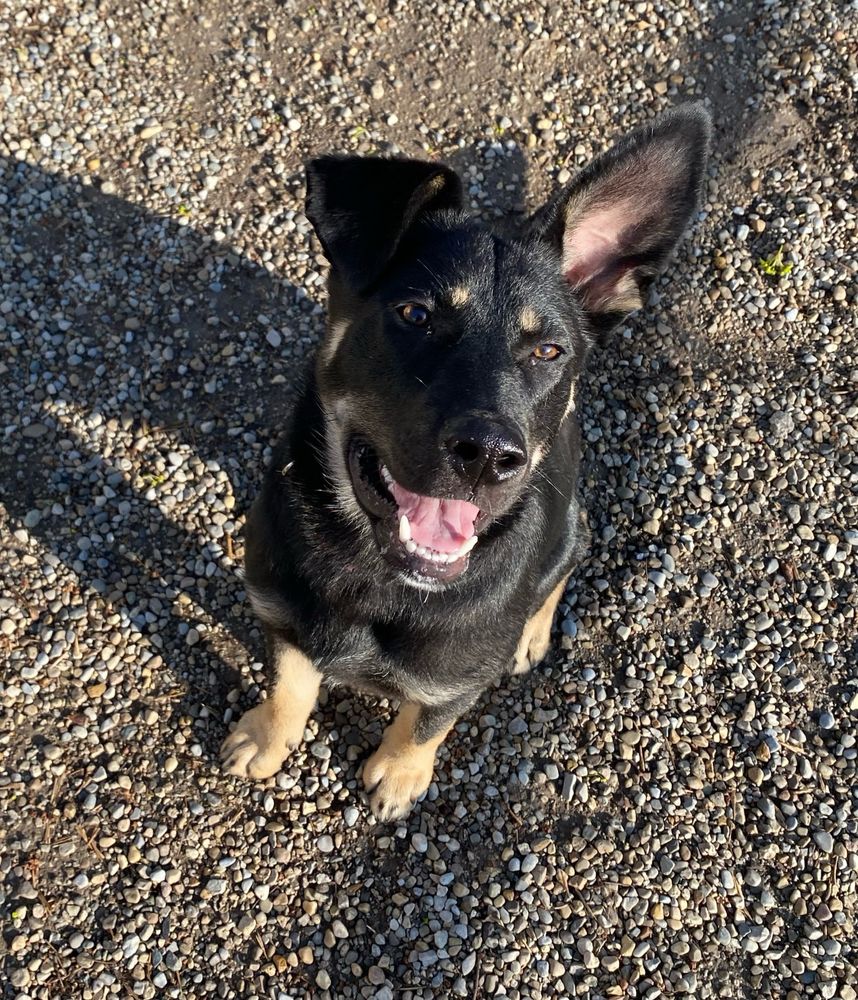 Photo of a mixed-breed young dog who is black with tan feet and eyebrows, one ear flopping forward and the other pointed up. 