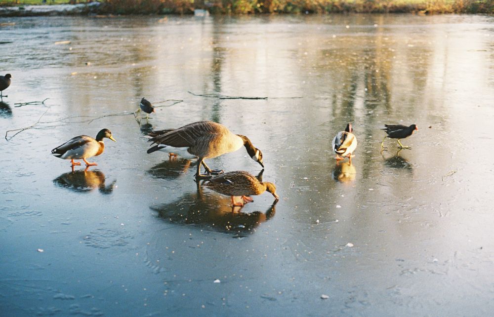 ducks and a goose on the frozen lake