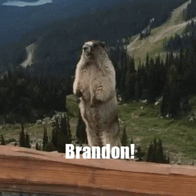 a ground squirrel standing on its hind legs with brandon written on it