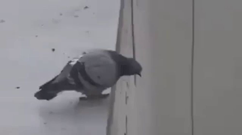 a pigeon is sitting on the edge of a window sill .