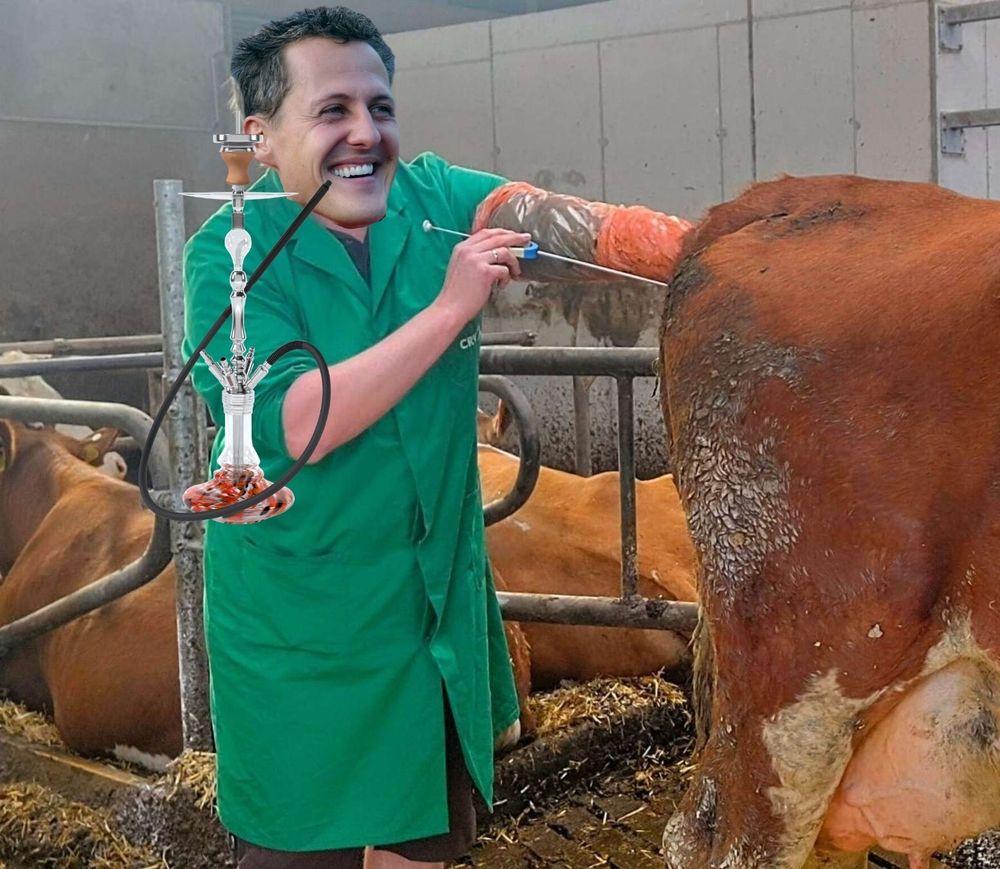 Ein Veterinärbesamungstechniker steht hinter einer Kuh und hat einen Arm in ihr, die andere hält ein Besamungsgerät. Sein Kopf ist der von Michael Schuhmacher und er zieht gerade an einer Wasserpfeife