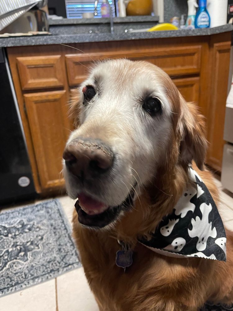 A picture of a very elderly golden retriever. Her face is totally white with age and she’s nearing a cute little ghostly bandana. 