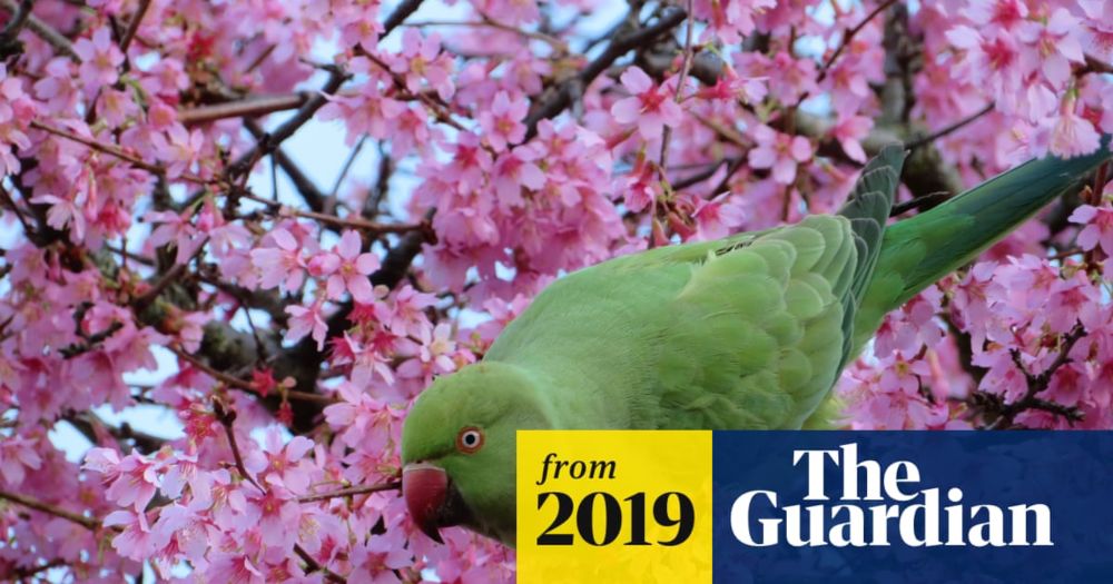 Was Jimi Hendrix responsible for the bright-green tropical birds’ presence in the capital? Or was it Katharine Hepburn?