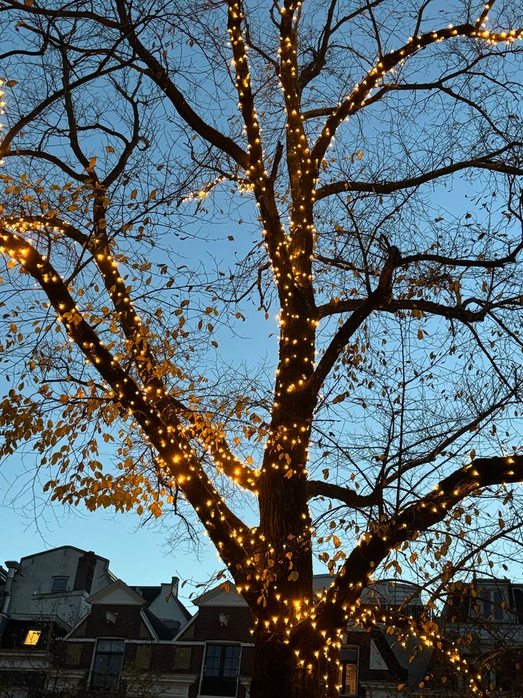 לעצים פה יש עלים משונים 