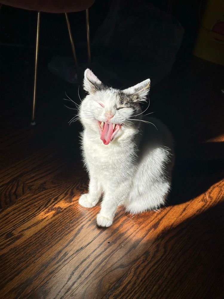 A white cat sits in a sunbeam and yawns, baring her teeth and tongue. She is surrounded by blackness.