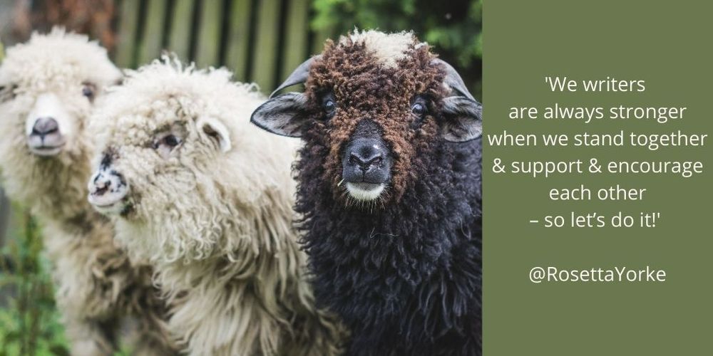 Two very curly-haired white sheep and one dark brown and black one, looking into the camera.
