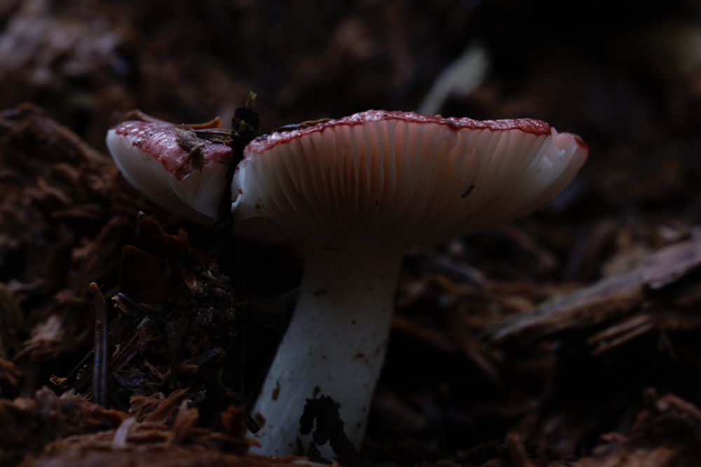 An under-exposed image of a white mushroom with a red cap. Image 1 of 3 for a composite to create a light-painted glowing mushroom. 