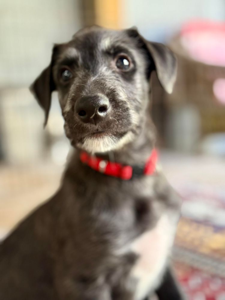 Portrait of a young Scottish deerhound. 