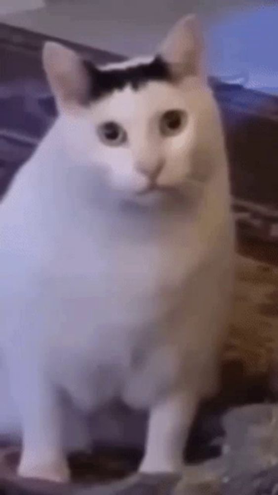 a white cat with a black spot on its head is standing on a couch looking at the camera .