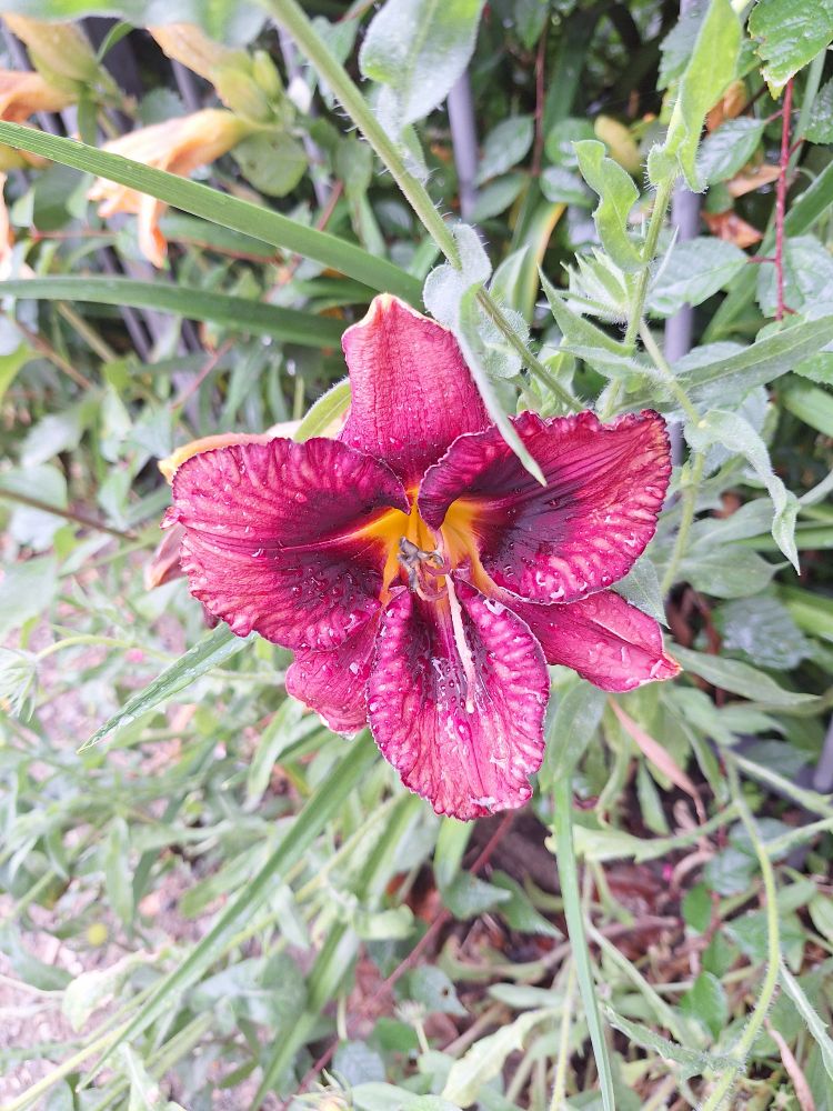 Das Bild zeigt eine dunkelpink-lilane Lilie vor einem grünen Hintergrund. 