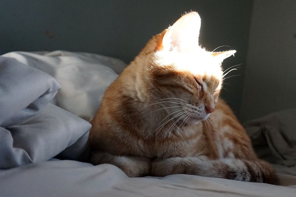 Orange tabby striped cat on bed beam of sunlight on head