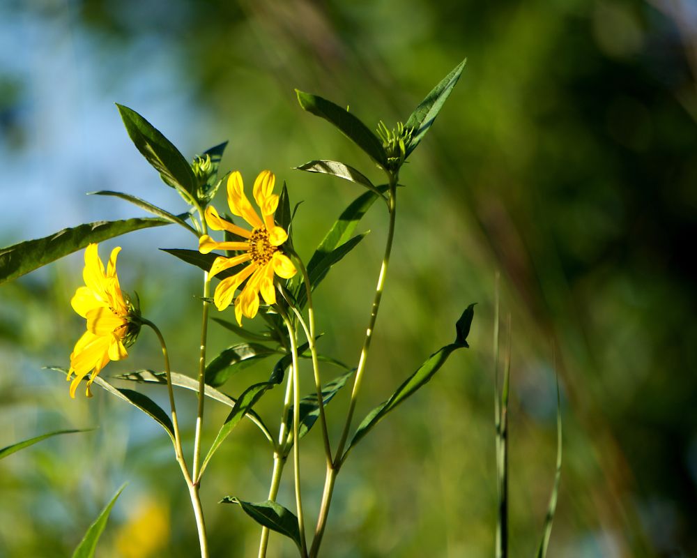 Flowers facing the sun