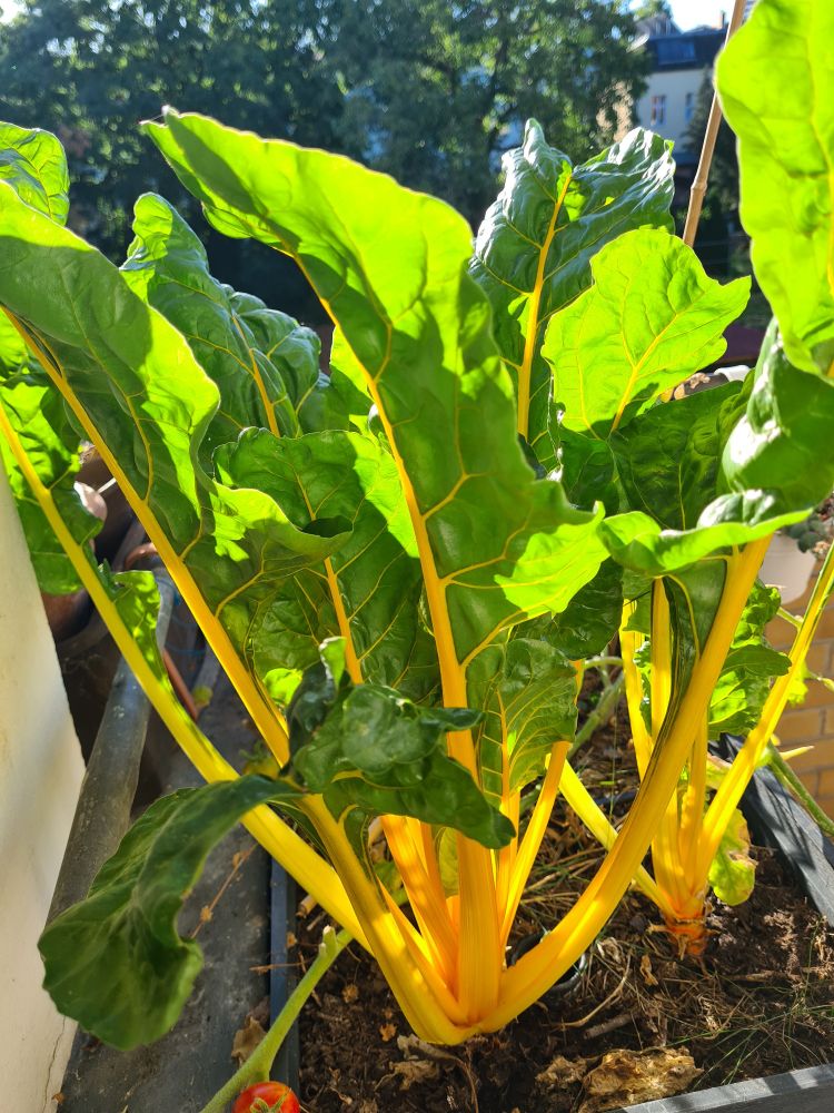 Gelber Mangold in einem kleinen Hochbeet