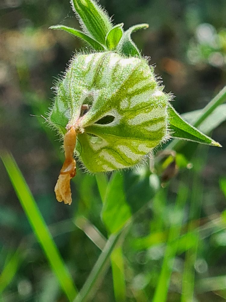 Samenkapsel mit vertrockneter, herabhängender Blüte und zwei Schlitzen 